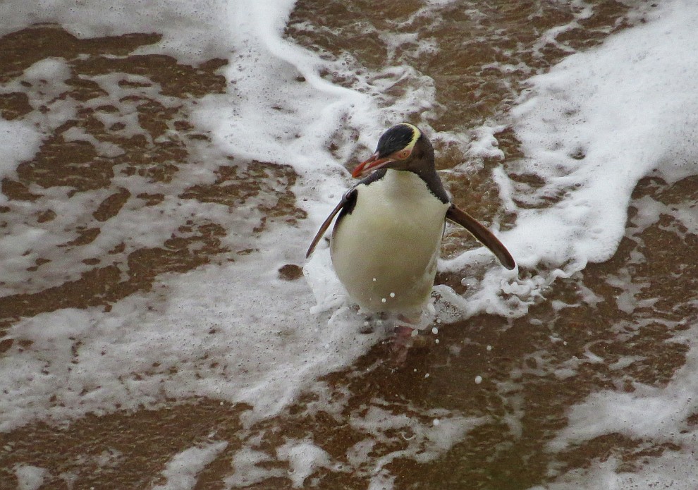 Gelbaugenpinguin